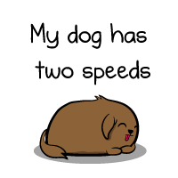 My dog has two speeds